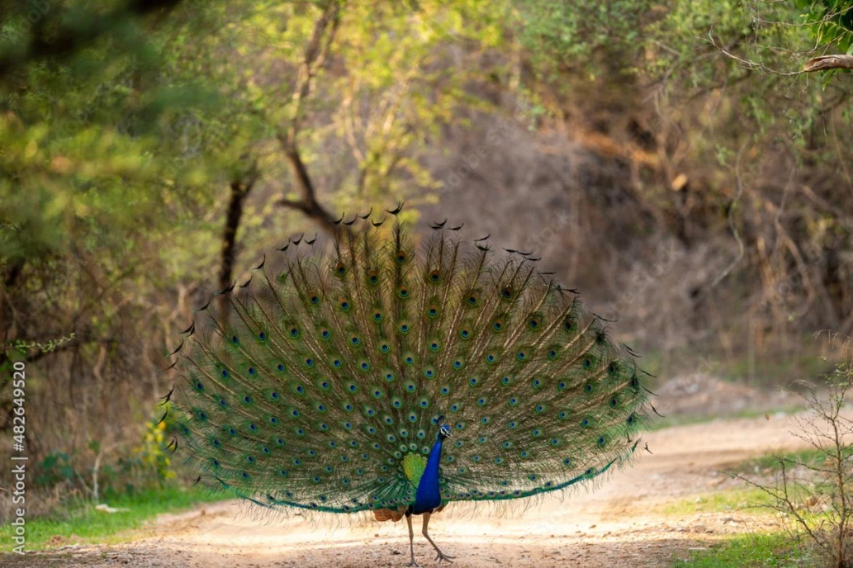 The Vanashrya Ranthambore Ξενοδοχείο Khilchīpur Εξωτερικό φωτογραφία