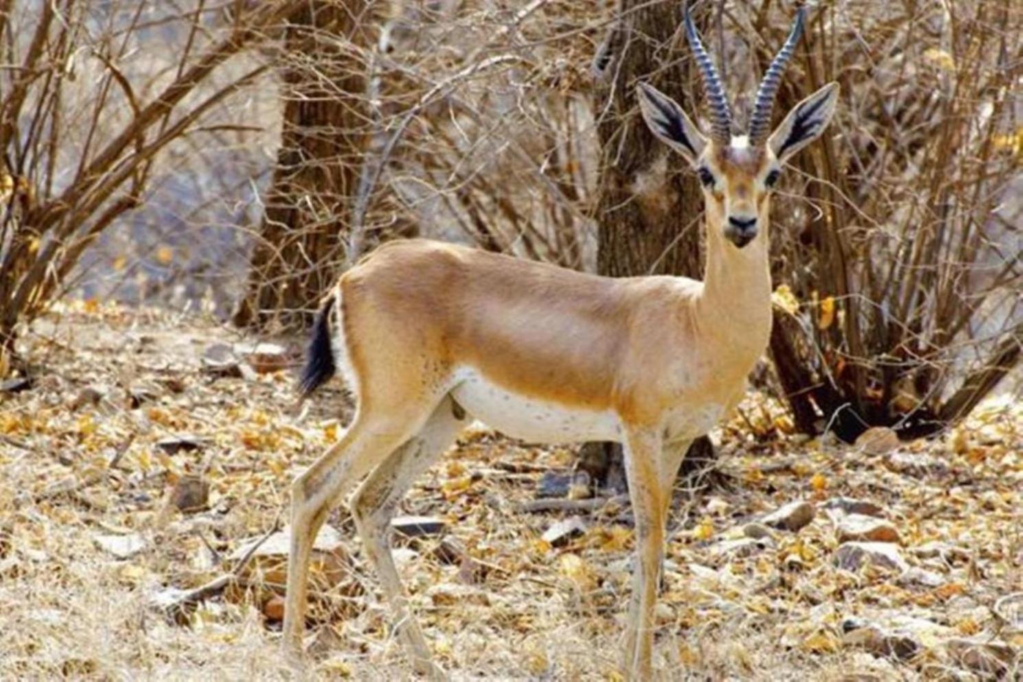 The Vanashrya Ranthambore Ξενοδοχείο Khilchīpur Εξωτερικό φωτογραφία